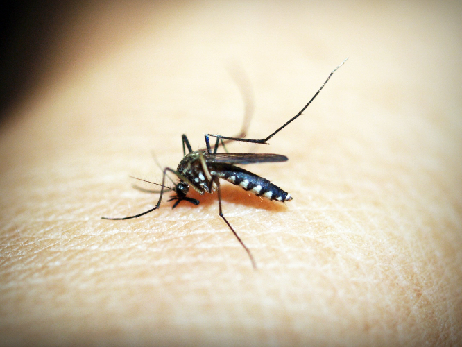 Five Effective Ways to Protect Yourself Against Dengue